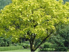 Ясень золотокорый (Контейнер 11,0л) Ясень золотокорый (Контейнер 11,0л)