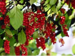 Лимонник китайский (Контейнер 2,0л.)