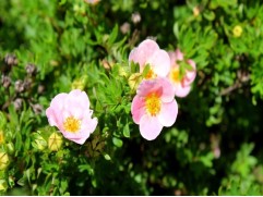 Лапчатка кустарниковая "Pink Princess" (Контейнер 1,5л)