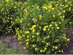 Лапчатка кустарниковая "Goldfinger" (Контейнер 2,0л.)