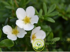 Лапчатка кустарниковая "McKay’s White" (Контейнер 2,0л)