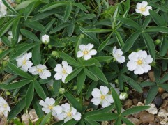 Лапчатка кустарниковая "Alba" (Контейнер 2,0л.)