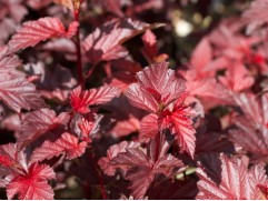 Пузыреплодник калинолистный "Lady in Red" HM (Контейнер 0,5л)