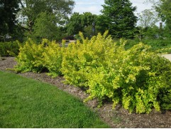 Пузыреплодник калинолистный "Nugget" (Контейнер 0,5л.)