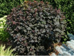 Пузыреплодник калинолистный "Diablo" HM (Контейнер 0,5л)