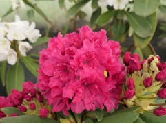 Рододендрон гибридный "Double Kiss"  (Контейнер 2.0л)