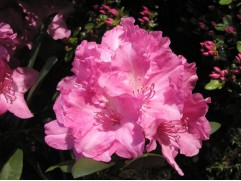 Рододендрон гибридный "Lumina" (Контейнер 3,0л) Рододендрон гибридный "Lumina" (Контейнер 3,0л)