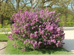 Сирень китайская (Контейнер 1,5л.)