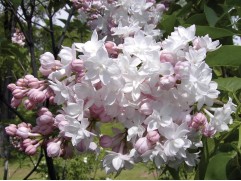 Сирень обыкновенная "Красавица Москвы" (Контейнер 2,0л.)