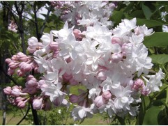 Сирень обыкновенная "Красавица Москвы" (Контейнер 3,0л.)