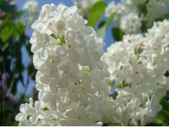 Сирень обыкновенная "Маленький принц" (Контейнер 5,0л.)