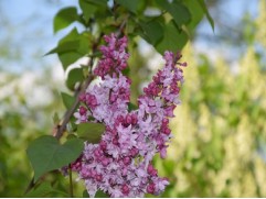 Сирень обыкновенная "Олимпиада Колесникова" (Контейнер 5,0л.)