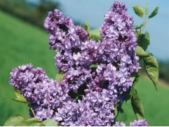 Сирень обыкновенная "General Pershing" (Контейнер 2,0л)