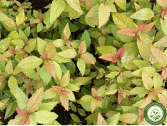 Спирея японская "Hubert Gold" (Контейнер 2,0л)