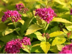 Спирея японская "Golden Jack" (Контейнер 2,0л)