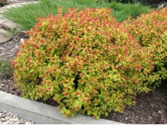 Спирея японская "Goldflame" (Контейнер 1,5л)