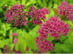 Спирея Японская "Goldflame" HM (Контейнер 0,5л)