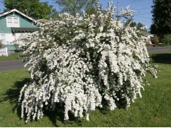 Спирея ниппонская "Snowmound" (Контейнер 0,5л.)