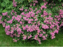 Спирея японская "Anthony Waterer" (Контейнер 2,0л.)