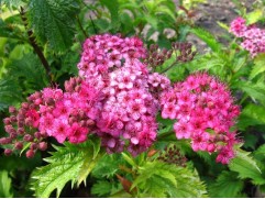 Спирея японская "Crispa" (Контейнер 2,0л.)