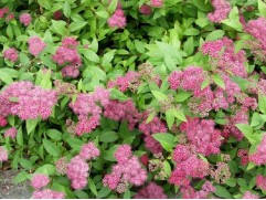 Спирея японская "Froebelii" (Контейнер 2,0л.)