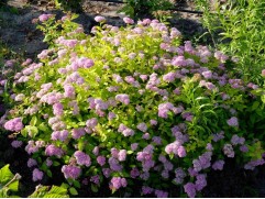 Спирея японская "Golden Princess" (Контейнер 2,0л.)