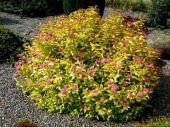 Спирея японская "Goldmound" (Контейнер 3,0л.)