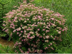 Спирея японская "Manon" (Контейнер 3,0л.)