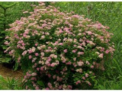 Спирея японская "Manon" (Контейнер 5,0л.)