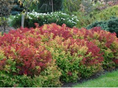 Спирея японская "Macrophylla" (Контейнер 3,0л)