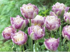 Тюльпан "Sweet Desire" (уп. 10шт.) 12/+