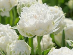 Тюльпан "Snow Crystal" (уп. 5шт.) 12/+