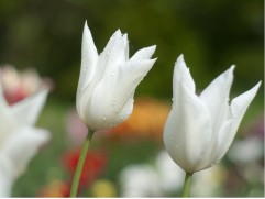 Тюльпан "White Elegance" (уп. 10шт.)