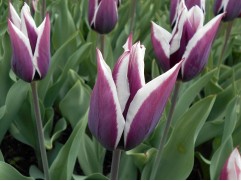 Тюльпан "Сhansonette" (уп. 5шт.)