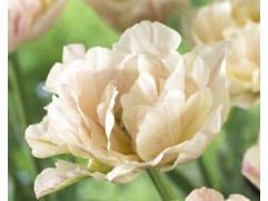 Тюльпан "Silk Road" (уп. 10шт.) 11/12