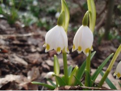 Белоцветник летний (уп. 10шт.) 8/9