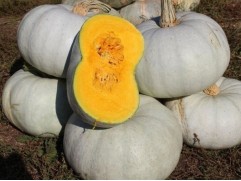 Тыква "Крошка" (Контейнер 0,3л.)