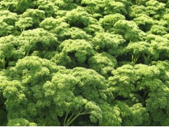 Петрушка курчавая "Астра" (Контейнер 0,3л.)