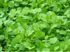 Кинза "Силач" (Контейнер 0,3л.)