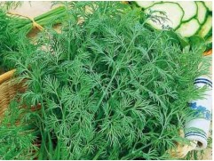 Укроп "Ароматный букет" (Контейнер 0,3л.)