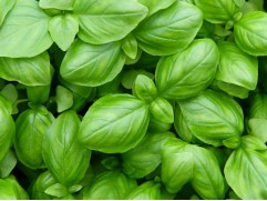 Базилик "Дженовезе" (Контейнер 0,3л.)