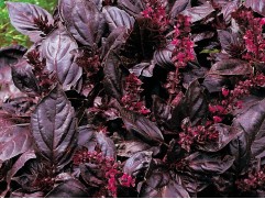 Базилик "Красный рубин" (Контейнер 0,3л.)