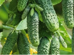 Огурец "Герман" (Контейнер 0,3л.)