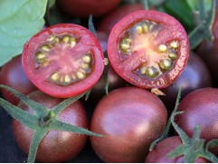 Томат "Вишенка Черная" (Контейнер 0,3л)