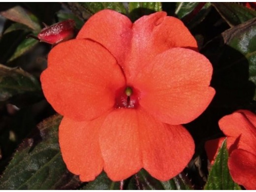 Бальзамин "Beacon Bright Red" (Контейнер 0,3л.) Бальзамин "Beacon Bright Red" (Контейнер 0,3л.)