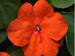 Бальзамин "Beacon Orange" (Контейнер 0,3л.)