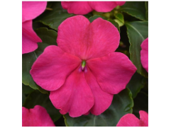 Бальзамин "Beacon Rose" (Контейнер 0,3л.)