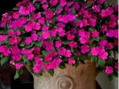 Бальзамин "Beacon Violet Shades" (Контейнер 0,3л.)