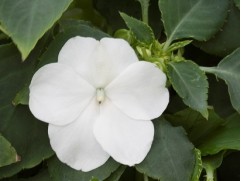 Бальзамин "Beacon White" (Контейнер 0,3л.)