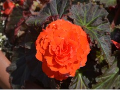 Бегония клубневая "Mocca Deep Orange" (Контейнер 0,5л)